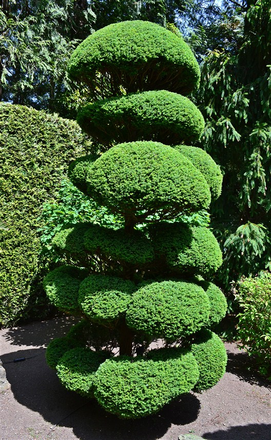 A well groomed tree